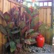 Accent water feature Urn and Cannas