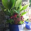 Canna, Coleus and Ipomoea