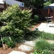 Japanese Maple in backyard