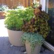 Colorful Coleus Thrive in the shade of this patio